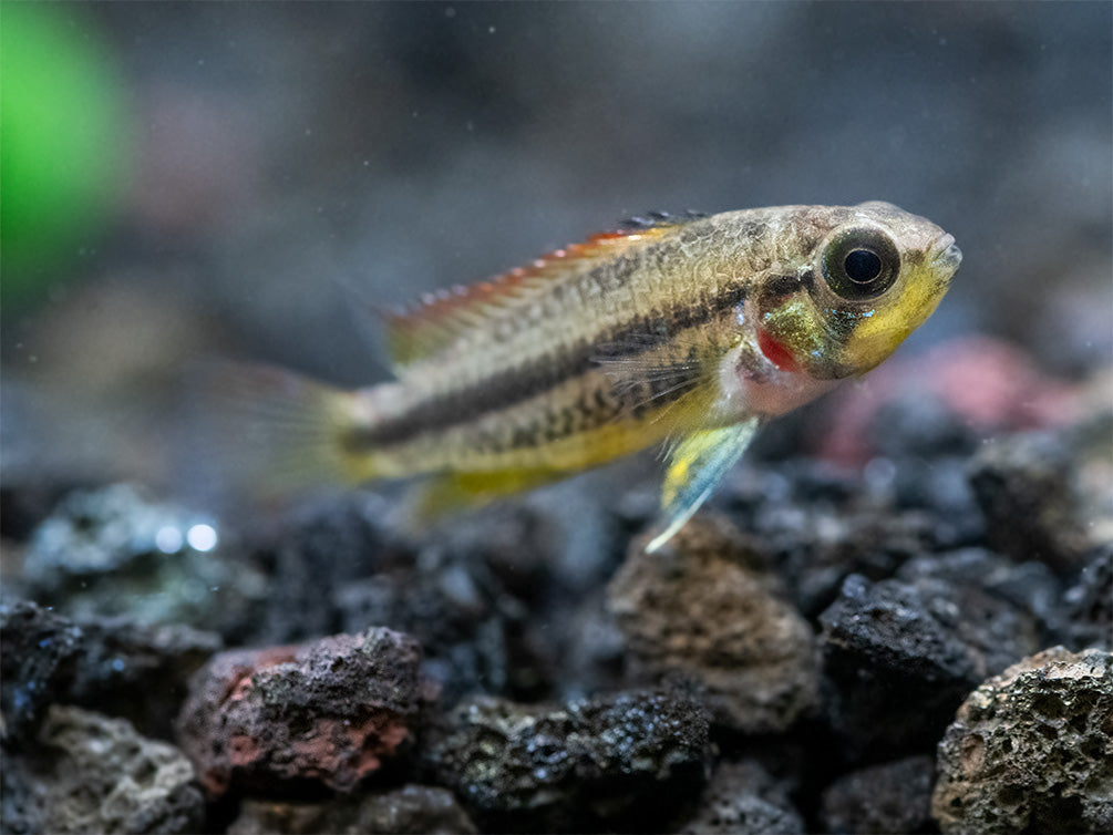 Cockatoo Dwarf Cichlid (Apistogramma cacatuoides), Tank-Bred