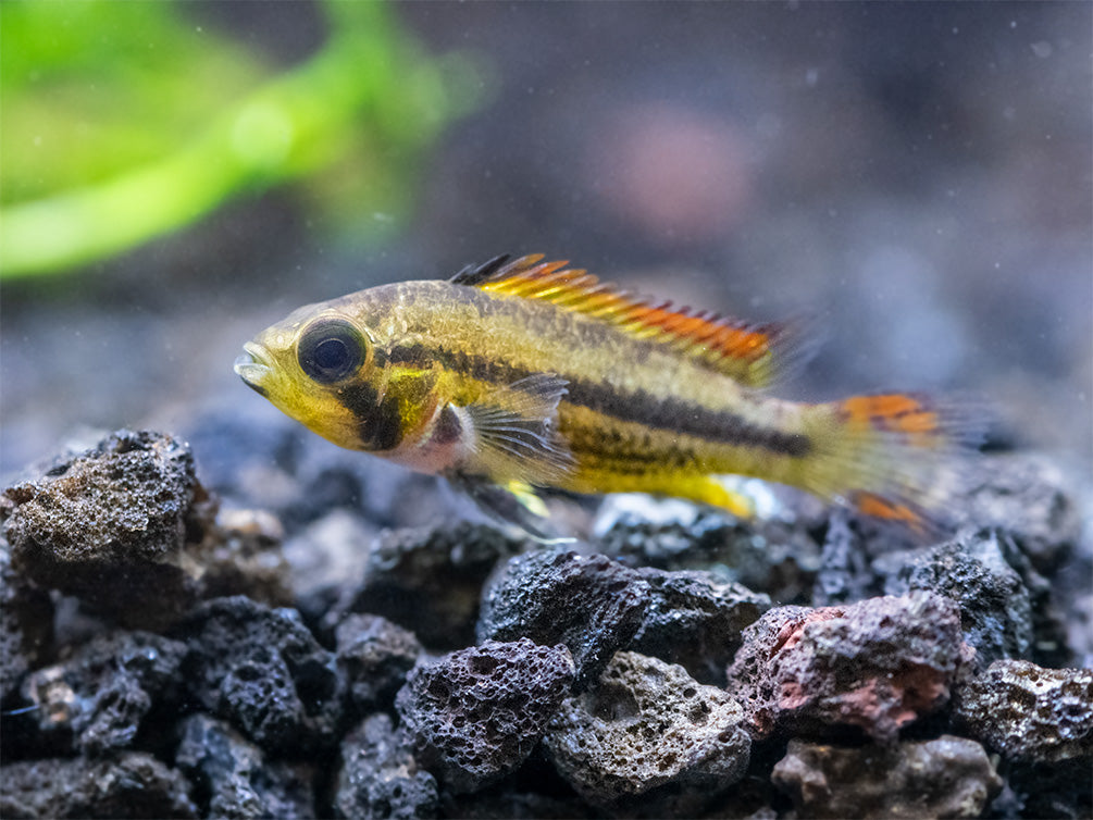 Cockatoo Dwarf Cichlid (Apistogramma cacatuoides), Tank-Bred