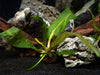 Hammer Leaf Bulb (Aponogeton bolivinianus)