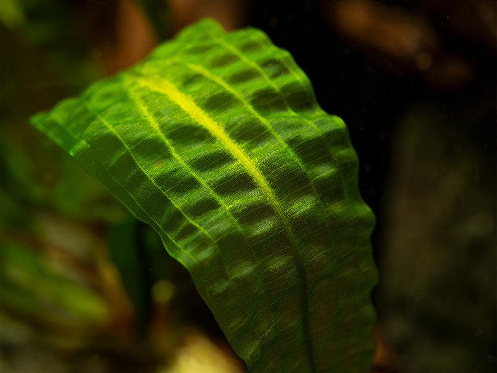 Hammer Leaf Bulb (Aponogeton bolivinianus)