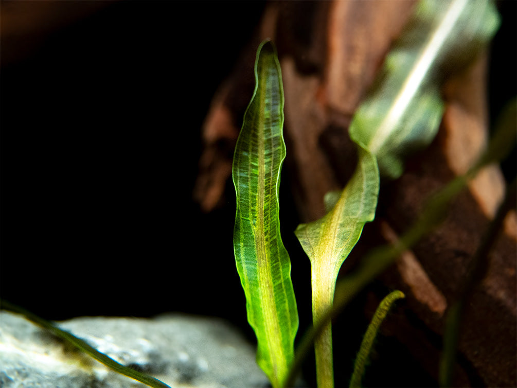 Aponogeton longiplumulosus Bulb