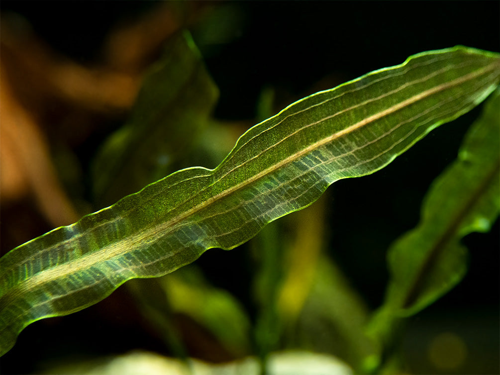 Aponogeton longiplumulosus Bulb