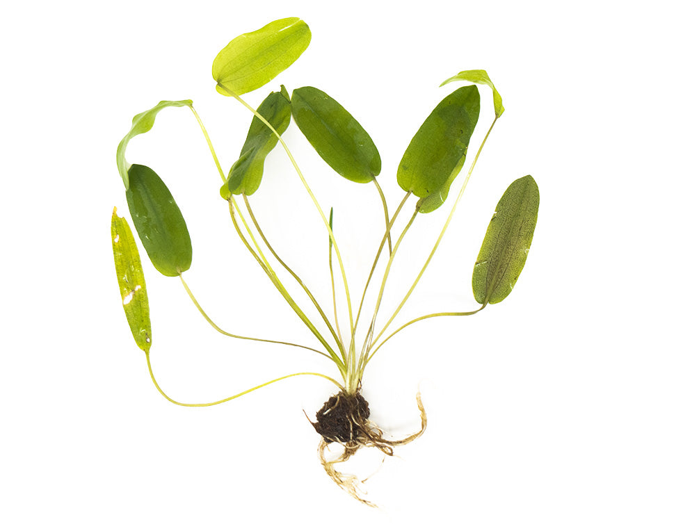 Aponogeton Natans
