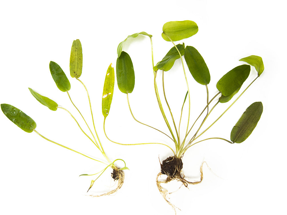 Aponogeton Natans