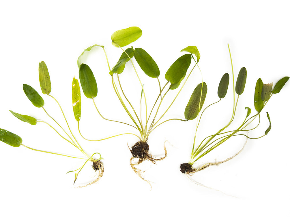 Aponogeton Natans