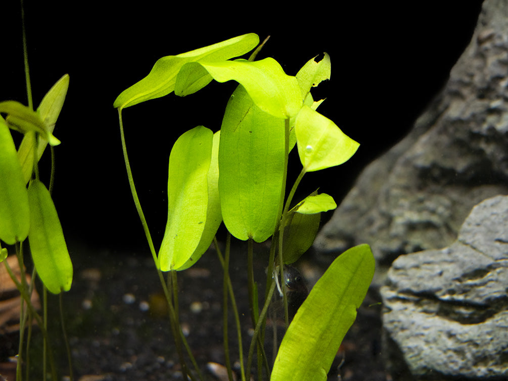 Aponogeton Natans