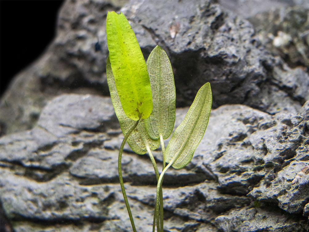 Aponogeton Natans