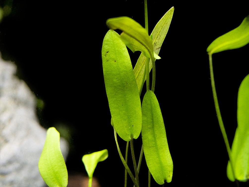 Aponogeton Natans