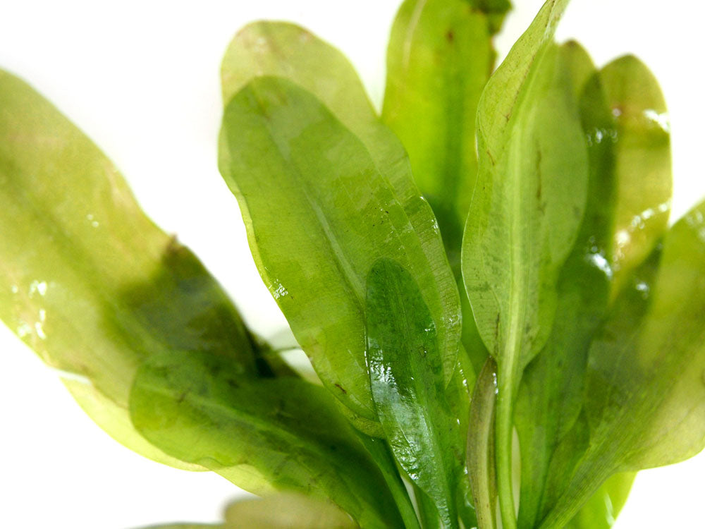 Aponogeton ulvaceus, bulb