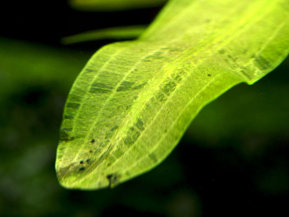 Aponogeton ulvaceus, bulb