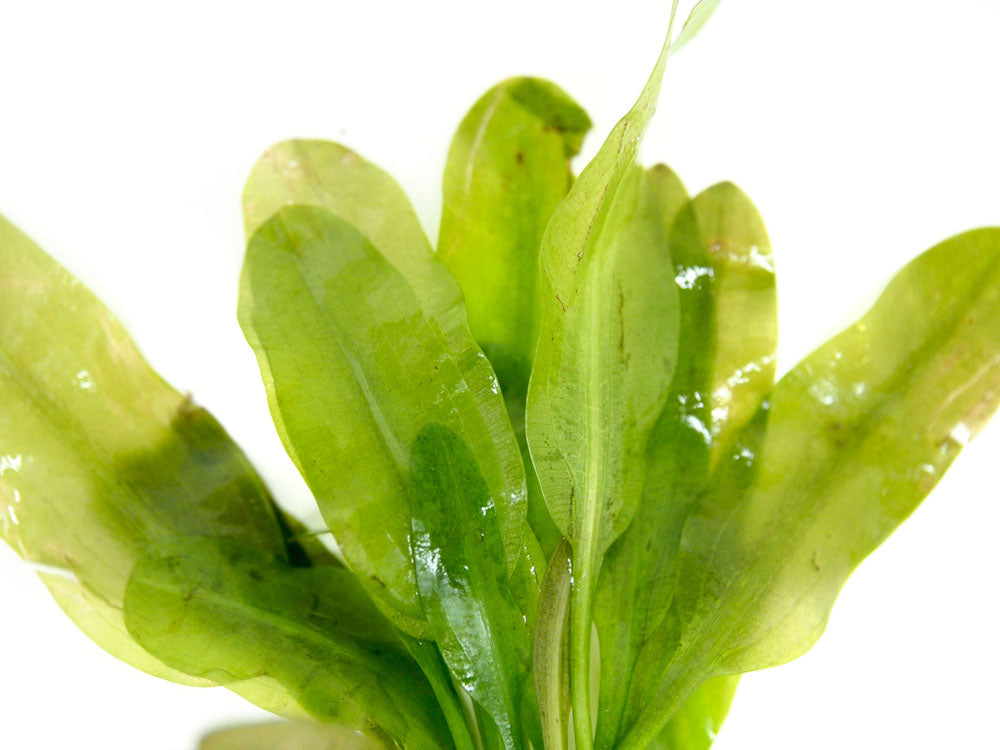 Aponogeton ulvaceus, bulb