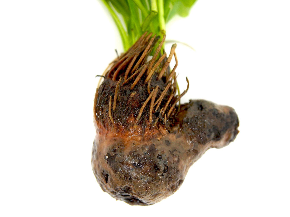 Aponogeton ulvaceus, bulb