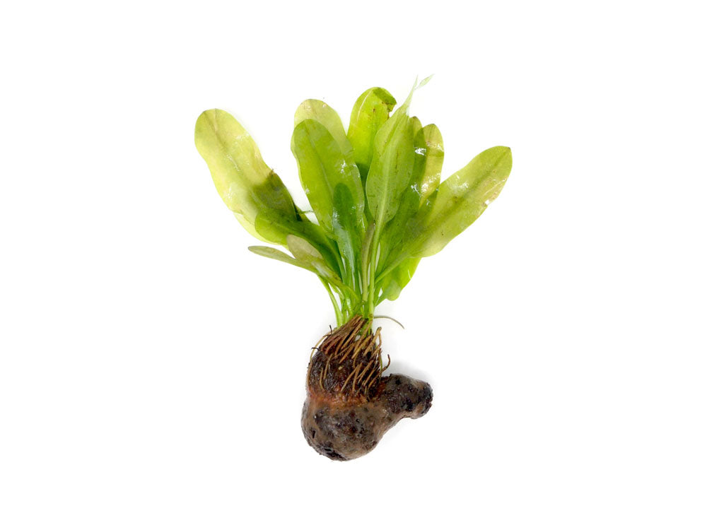 Aponogeton ulvaceus, bulb