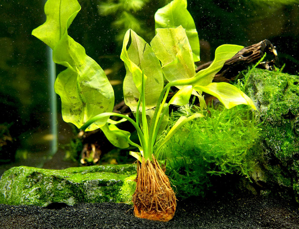 Aponogeton ulvaceus, bulb