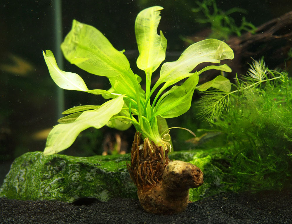 Aponogeton ulvaceus, bulb