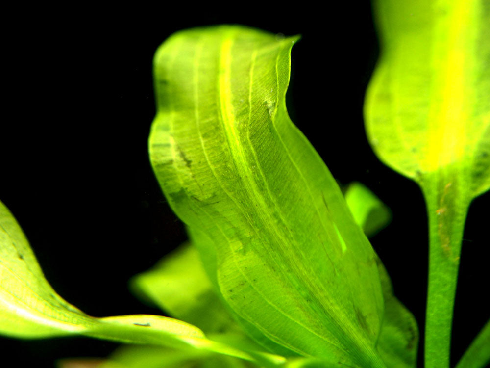 Aponogeton ulvaceus, bulb
