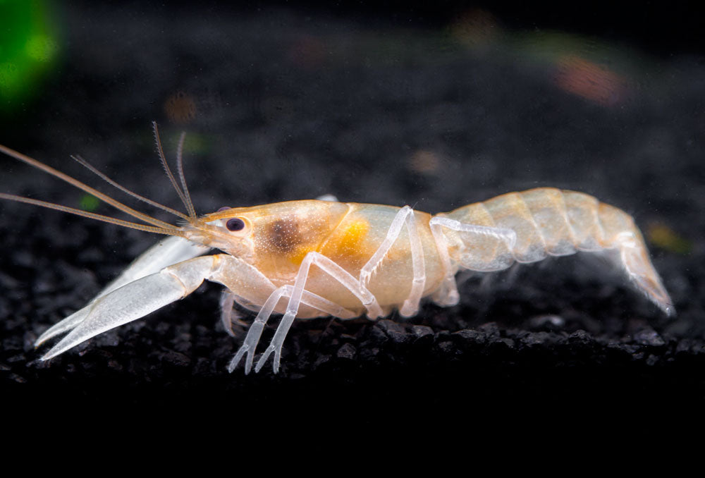 Apricot Crayfish (Cherax holthuisi var. “Apricot”), Tank-Bred!