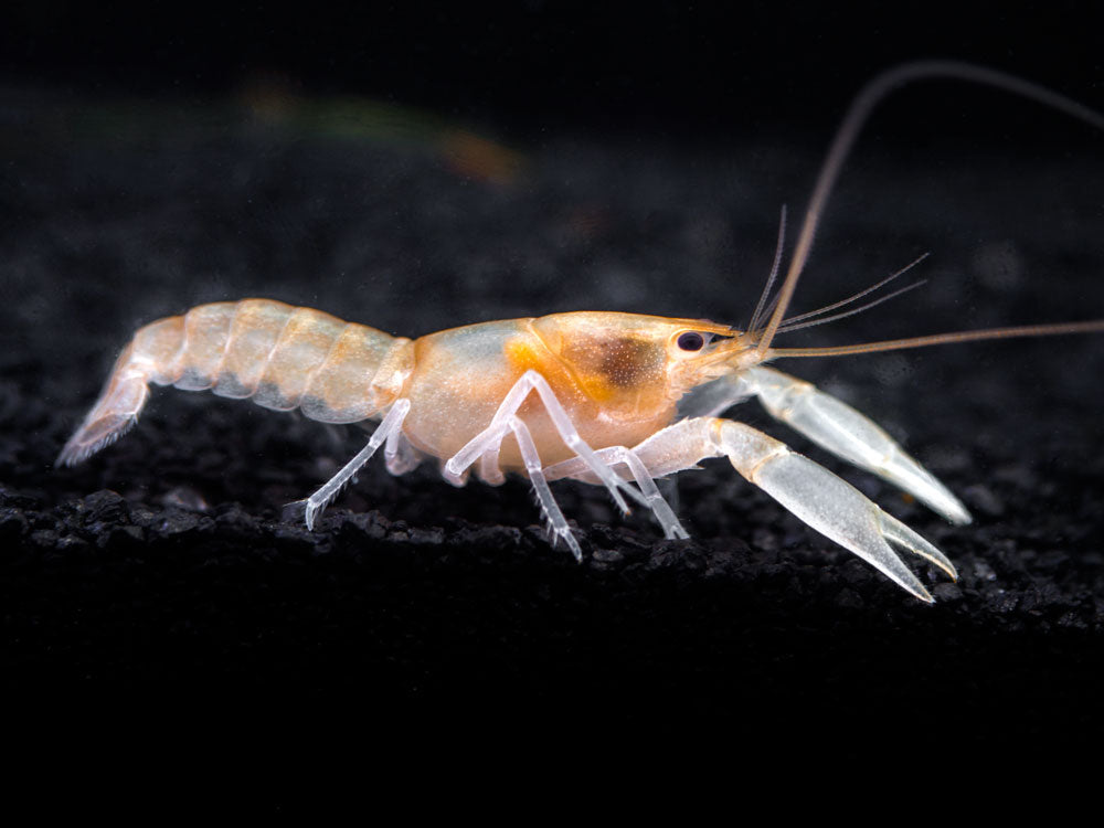 Apricot Crayfish (Cherax holthuisi var. “Apricot”), Tank-Bred!