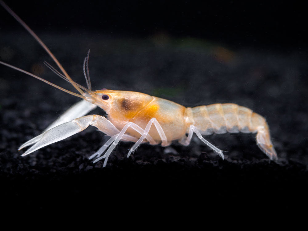 Apricot Crayfish (Cherax holthuisi var. “Apricot”), Tank-Bred!