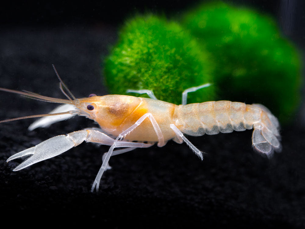 Apricot Crayfish (Cherax holthuisi var. “Apricot”), Tank-Bred!