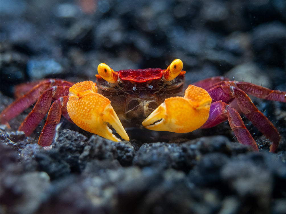 Apricot Vampire Crab (Geosesarma sp.)