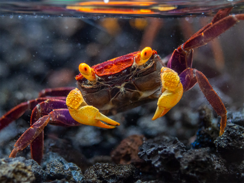 Apricot Vampire Crab (Geosesarma sp.)