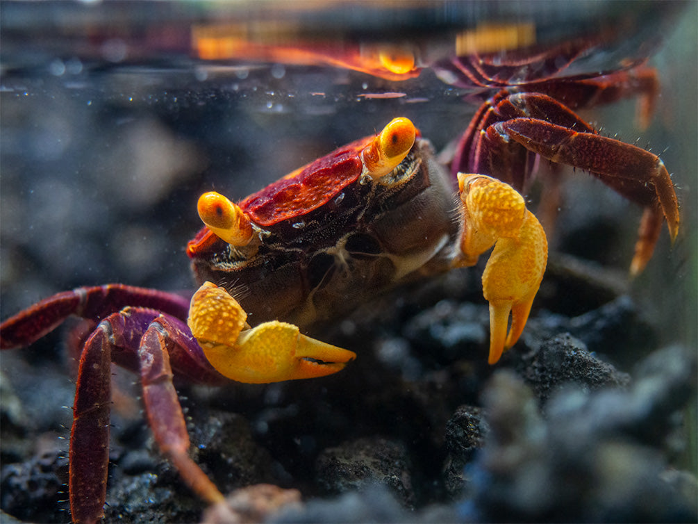 Apricot Vampire Crab (Geosesarma sp.)