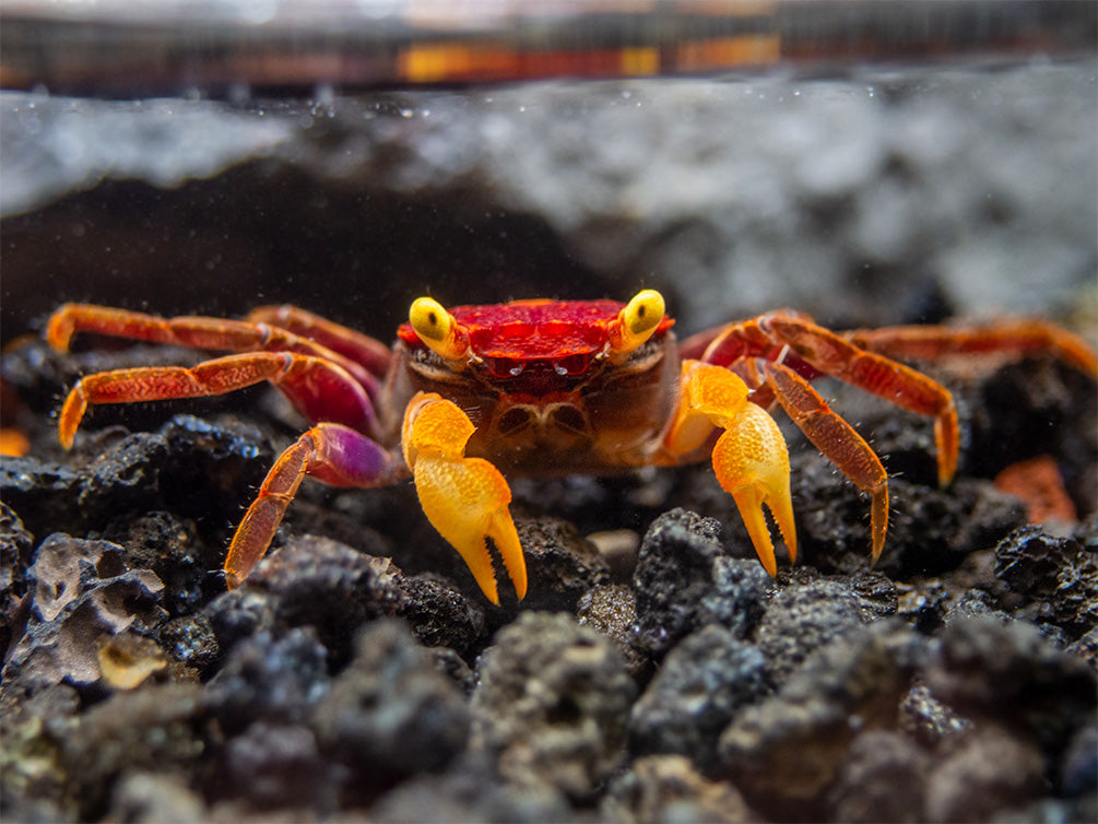 Apricot Vampire Crab (Geosesarma sp.)