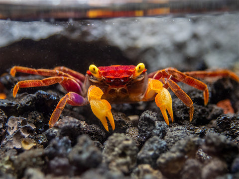 Freshwater Crab | Next-Day US Delivery | 100% Live Arrival Guarantee