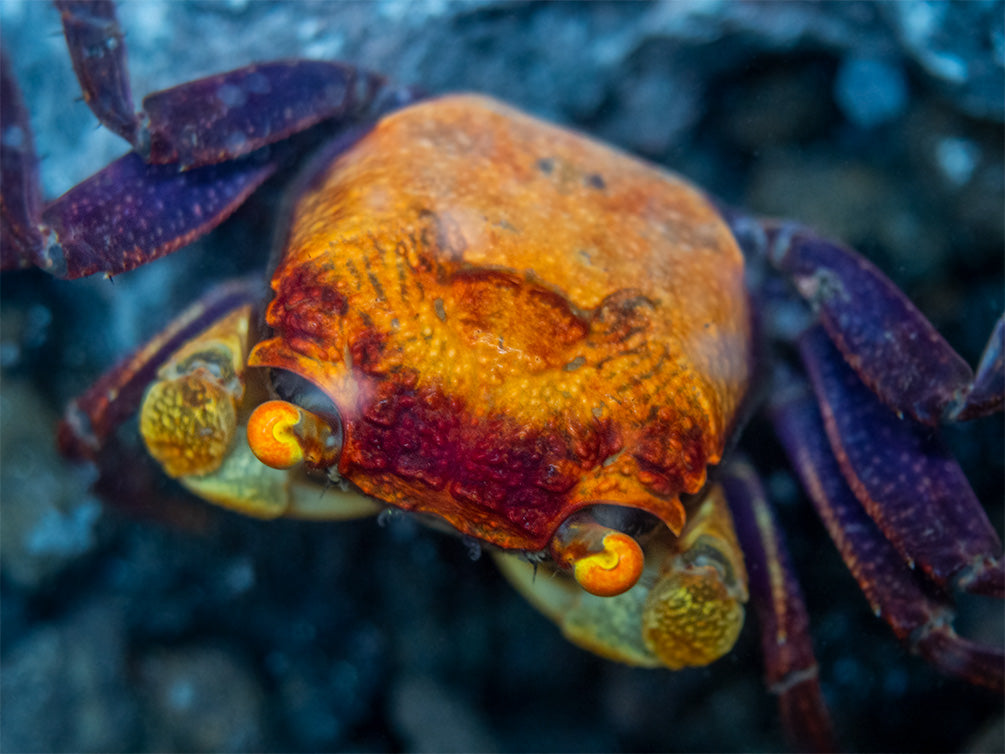 Apricot Vampire Crab (Geosesarma sp.)