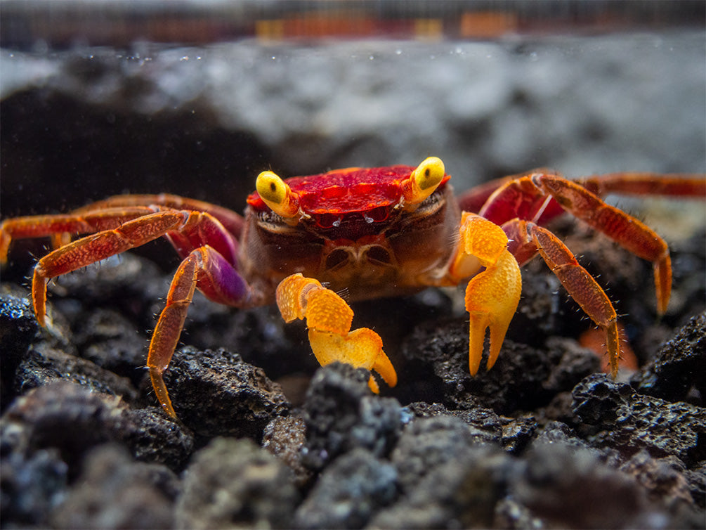 Apricot Vampire Crab (Geosesarma sp.)