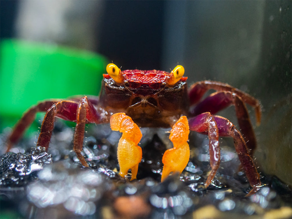 Apricot Vampire Crab (Geosesarma sp.)