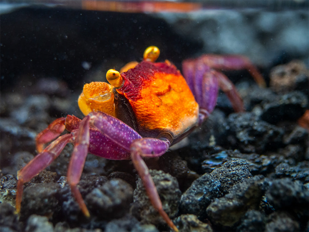 Apricot Vampire Crab (Geosesarma sp.)