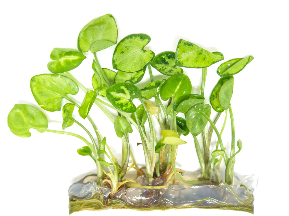 Arrowhead Vine (Syngonium podophyllum) Tissue Culture