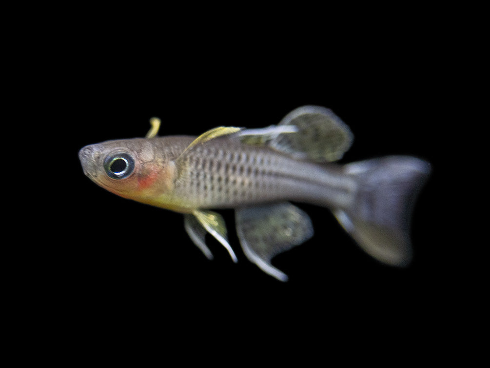 Aru II Gertrude’s Spotted Blue Eye Rainbowfish (Pseudomugil gertrudae) - Tank-Bred!