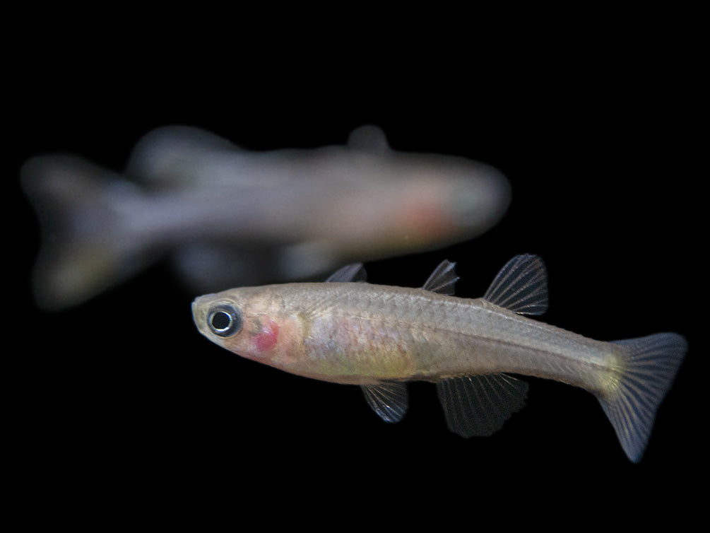 Aru II Gertrude’s Spotted Blue Eye Rainbowfish (Pseudomugil gertrudae) - Tank-Bred!