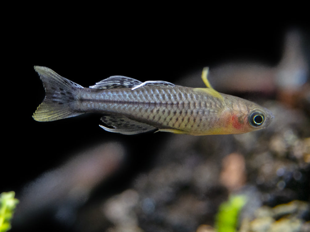 Aru II Gertrude’s Spotted Blue Eye Rainbowfish (Pseudomugil gertrudae) - Tank-Bred!