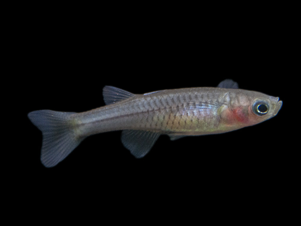 Aru II Gertrude’s Spotted Blue Eye Rainbowfish (Pseudomugil gertrudae) - Tank-Bred!