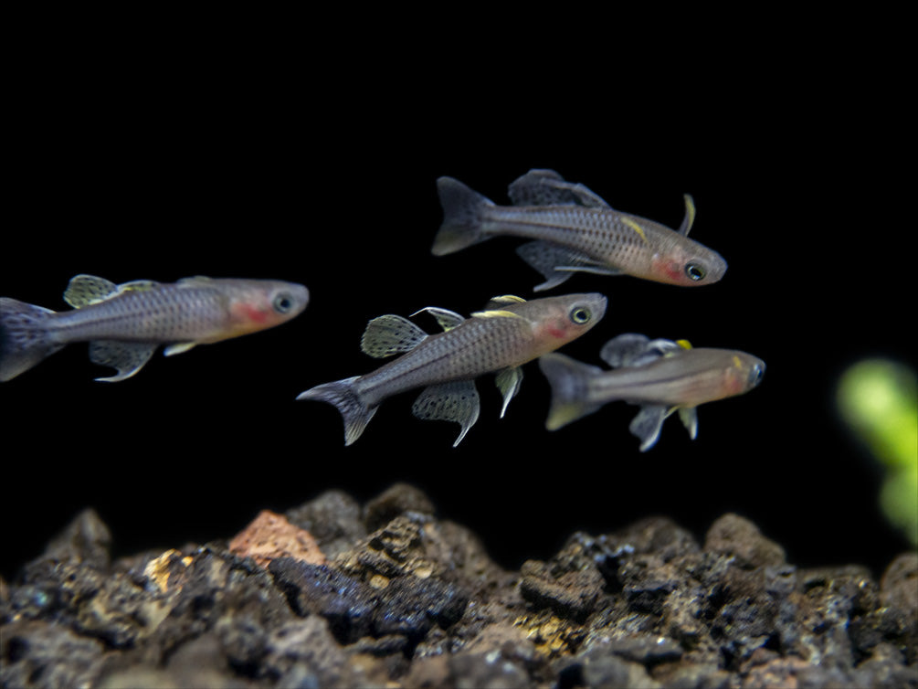 Aru II Gertrude’s Spotted Blue Eye Rainbowfish (Pseudomugil gertrudae) - Tank-Bred!