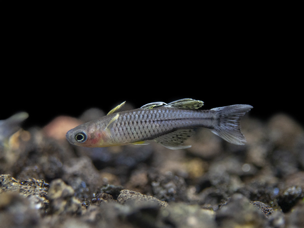 Aru II Gertrude’s Spotted Blue Eye Rainbowfish (Pseudomugil gertrudae) - Tank-Bred!