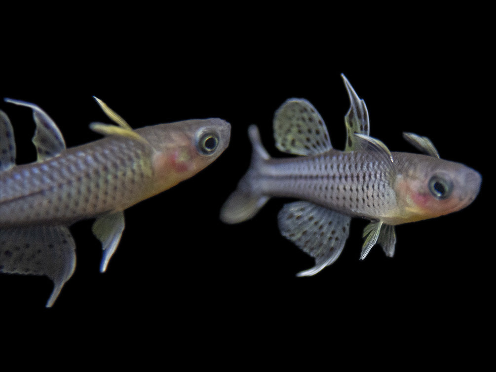 Aru II Gertrude’s Spotted Blue Eye Rainbowfish (Pseudomugil gertrudae) - Tank-Bred!