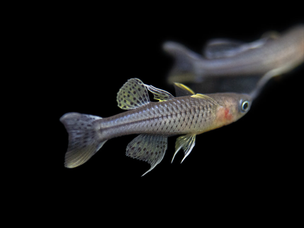 Aru II Gertrude’s Spotted Blue Eye Rainbowfish (Pseudomugil gertrudae) - Tank-Bred!