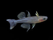 Aru II Gertrude’s Spotted Blue Eye Rainbowfish (Pseudomugil gertrudae) - Tank-Bred!