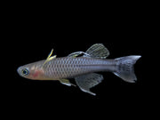 Aru II Gertrude’s Spotted Blue Eye Rainbowfish (Pseudomugil gertrudae) - Tank-Bred!