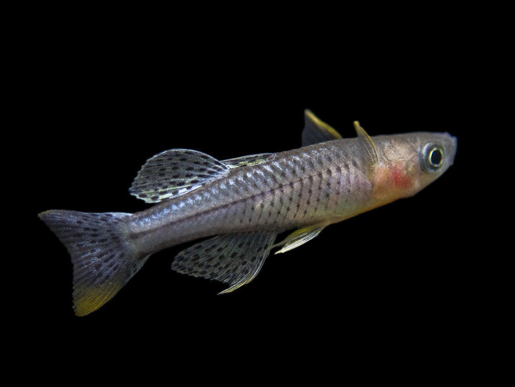 Aru II Gertrude’s Spotted Blue Eye Rainbowfish (Pseudomugil gertrudae) - Tank-Bred!