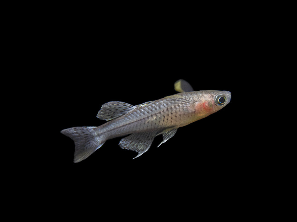 Aru II Gertrude’s Spotted Blue Eye Rainbowfish (Pseudomugil gertrudae) - Tank-Bred!