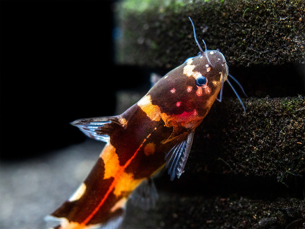Asian Bumblebee Catfish (Pseudomystus siamensis)