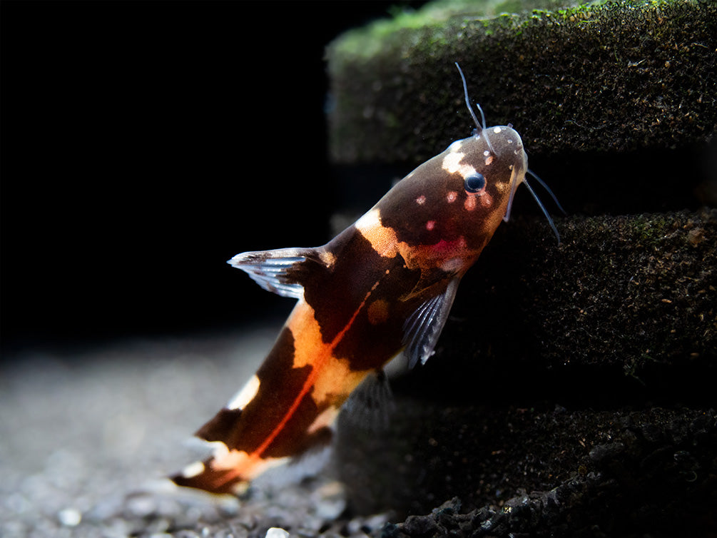 Asian Bumblebee Catfish (Pseudomystus siamensis)