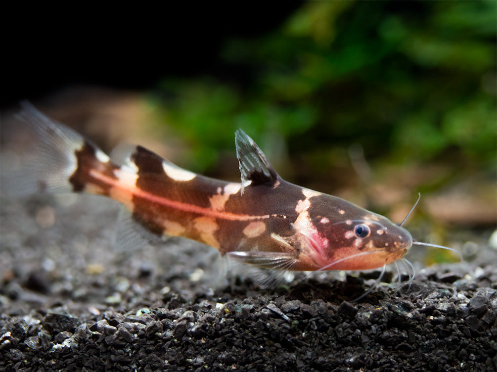 Asian Bumblebee Catfish (Pseudomystus siamensis)