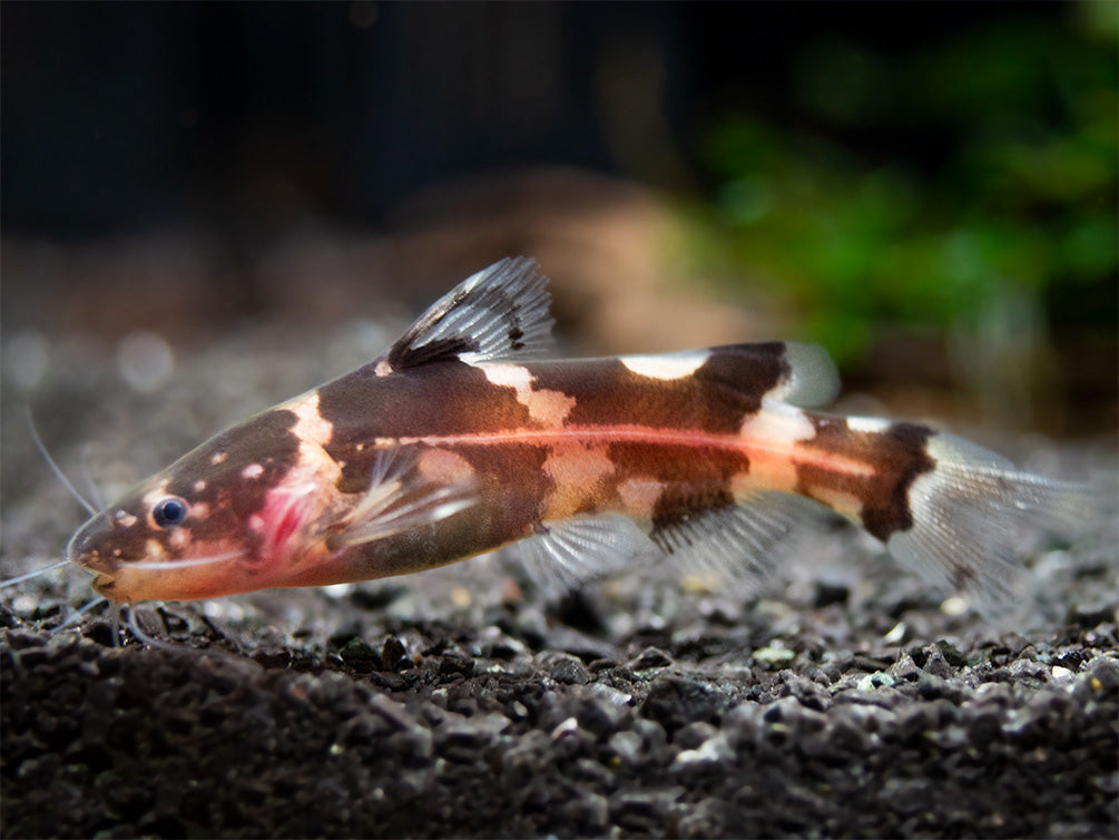 Asian Bumblebee Catfish (Pseudomystus siamensis)